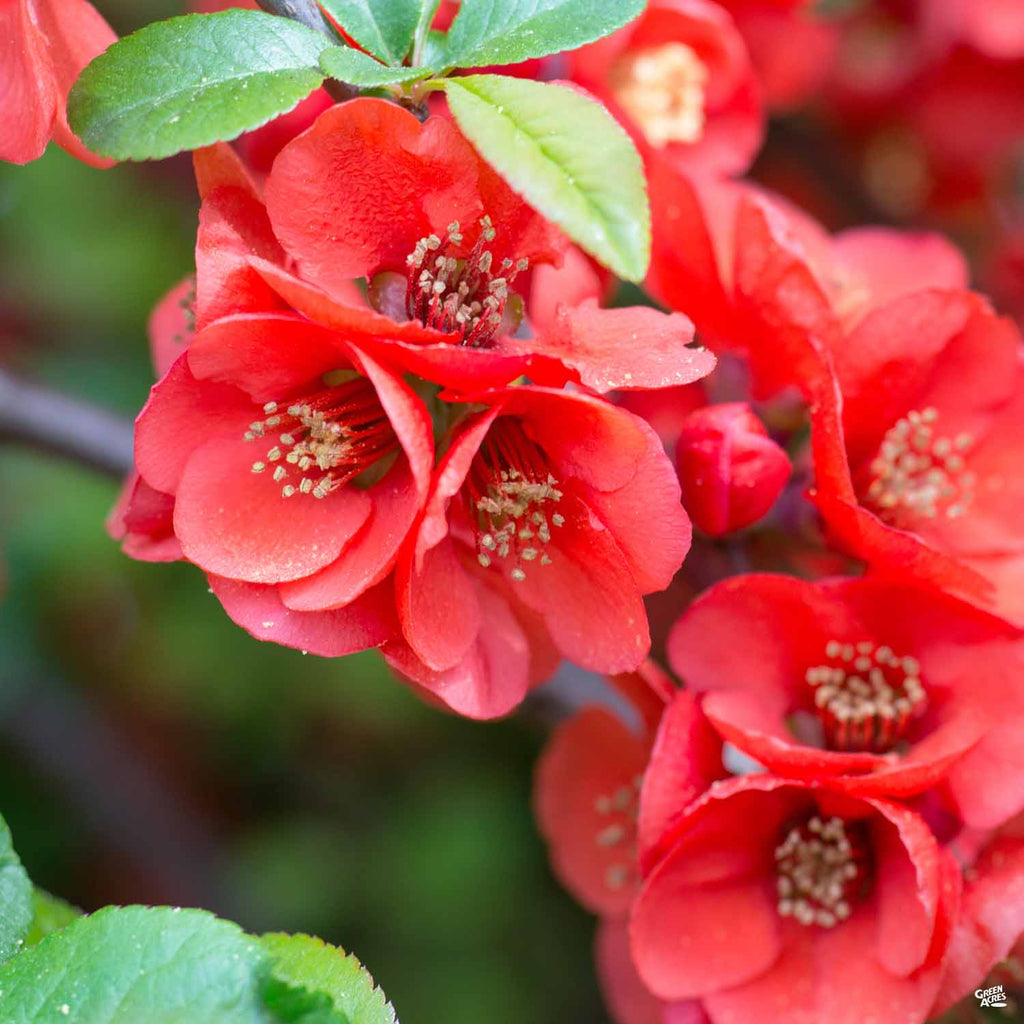 Flowering Quince 'Texas Scarlet' — Green Acres Nursery & Supply
