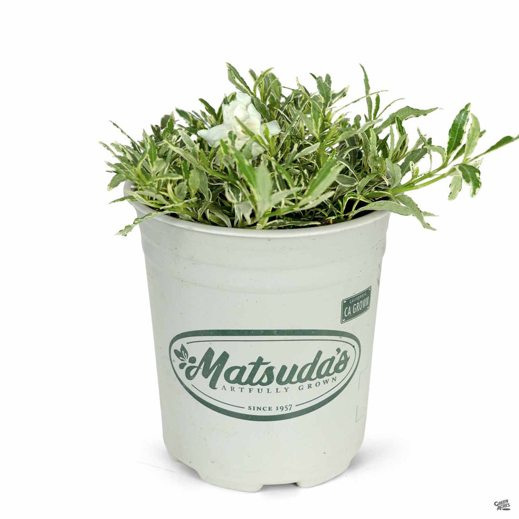 Dwarf Variegated Gardenia — Green Acres Nursery & Supply