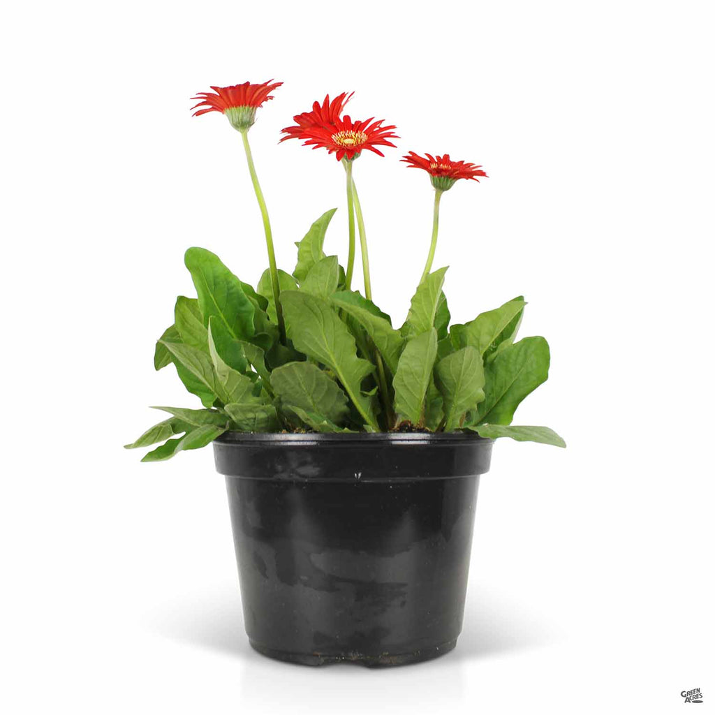 gerbera daisy potted plant Garvinea® Gerbera Daisy — Green Acres Nursery & Supply