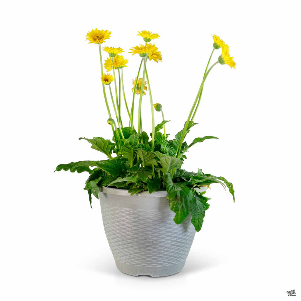 gerbera potted plant Garvinea® Gerbera Daisy — Green Acres Nursery & Supply
