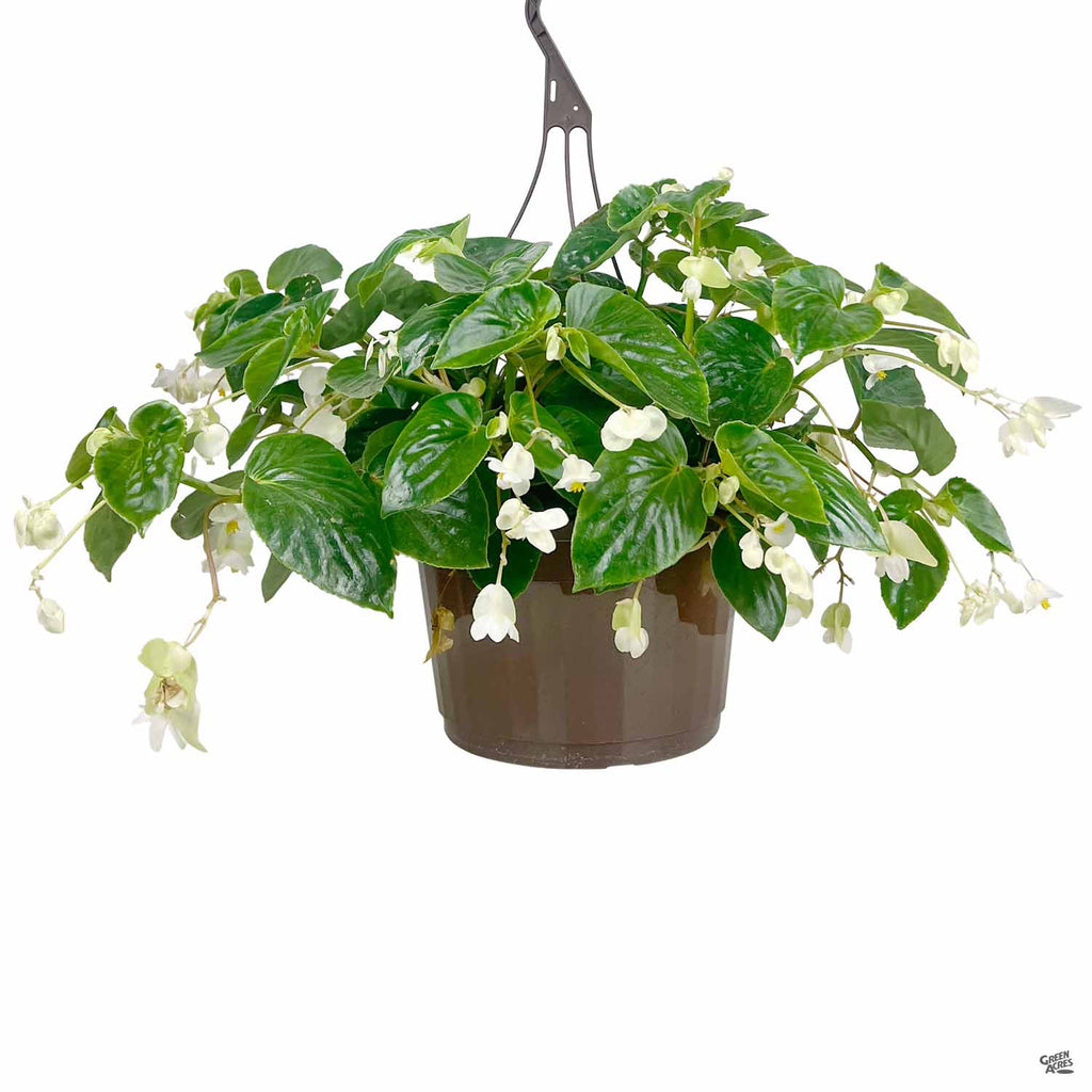 Summer Hanging Baskets — Green Acres Nursery & Supply