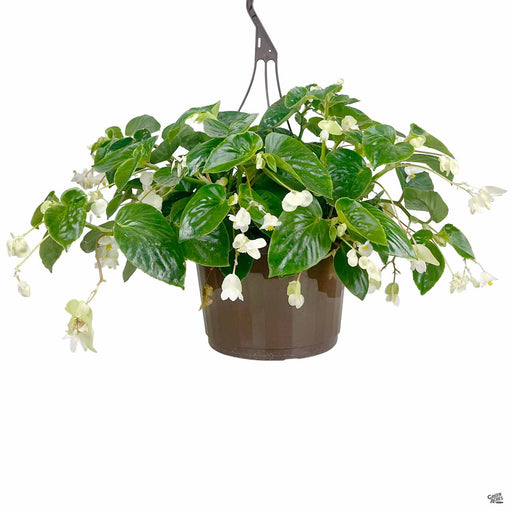 White Trailing Begonia Hanging Basket
