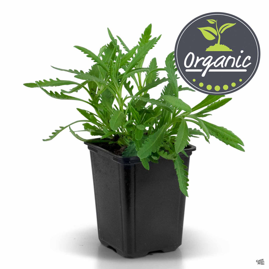 organic lavender plants Sweet Lavender, Organic — Green Acres Nursery & Supply