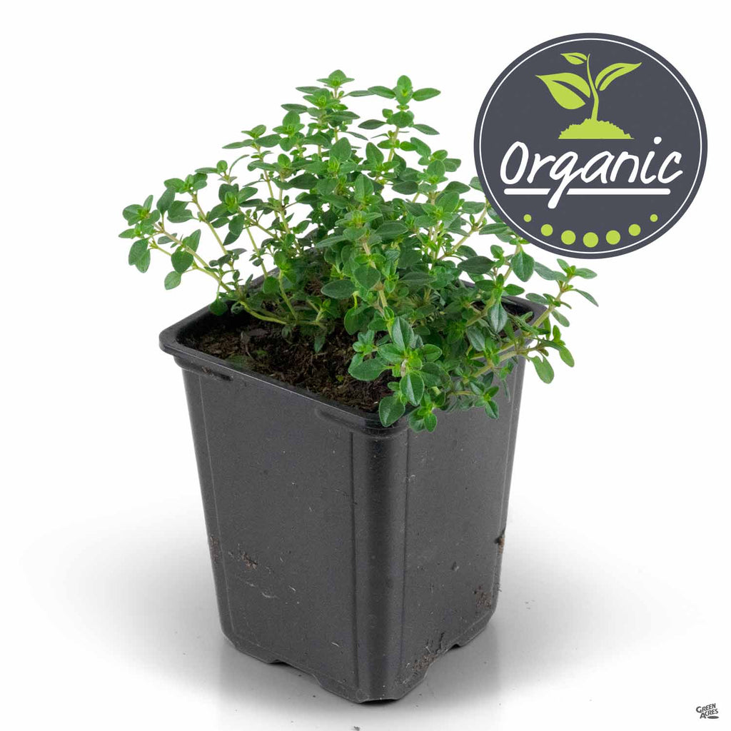 lemon thyme plant Thyme 'Lemon' Organic — Green Acres Nursery & Supply