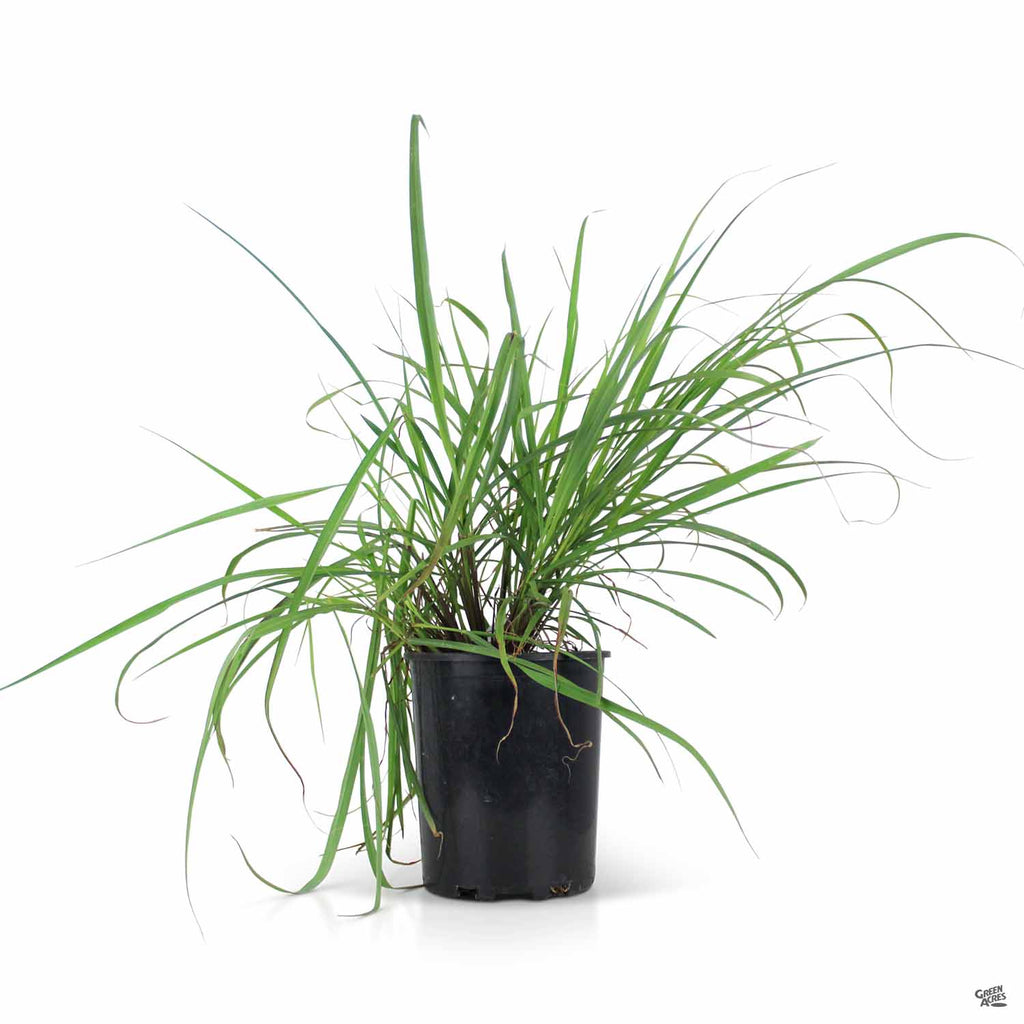 Lemongrass — Green Acres Nursery & Supply