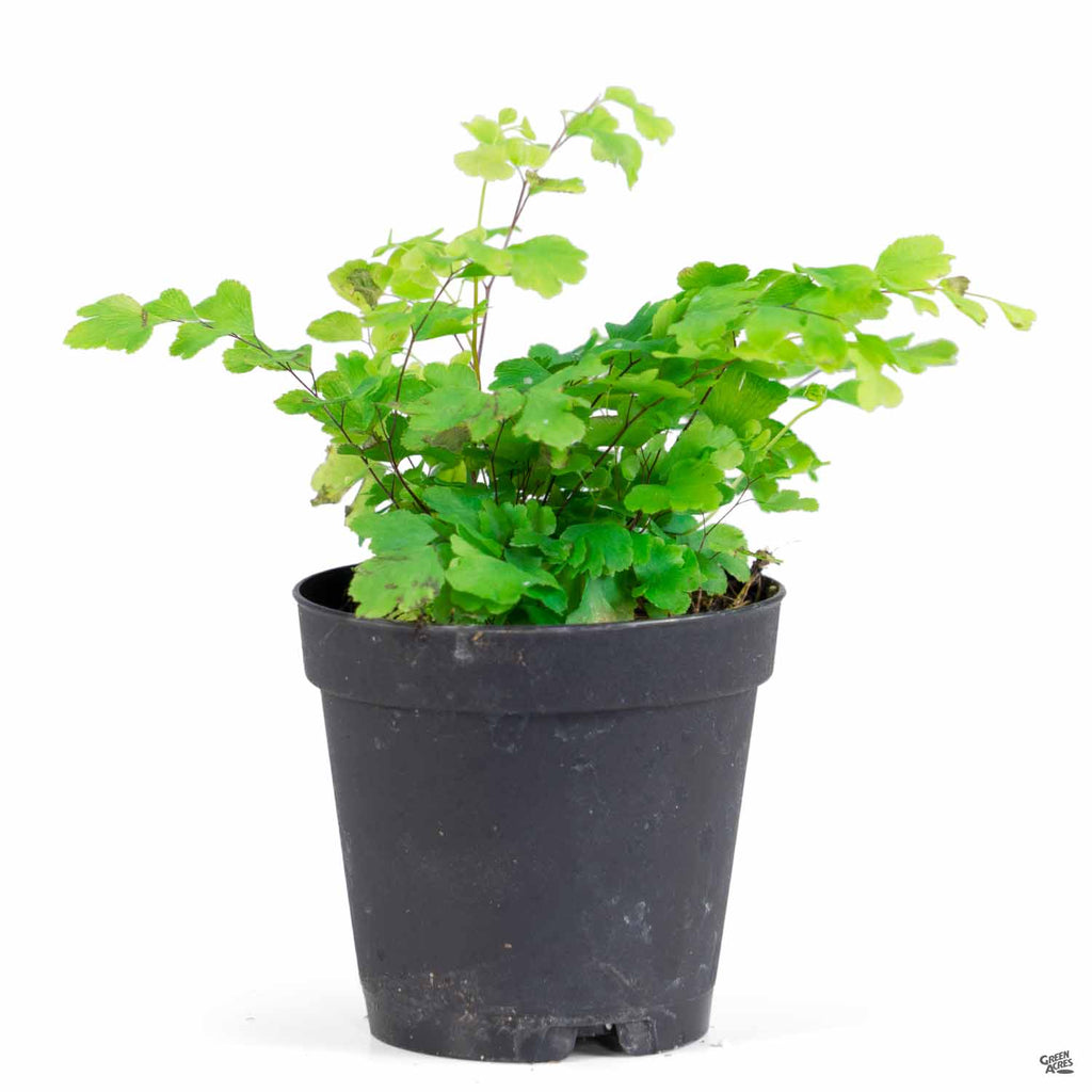 maidenhair fern indoor house plant Maidenhair Fern — Green Acres Nursery & Supply