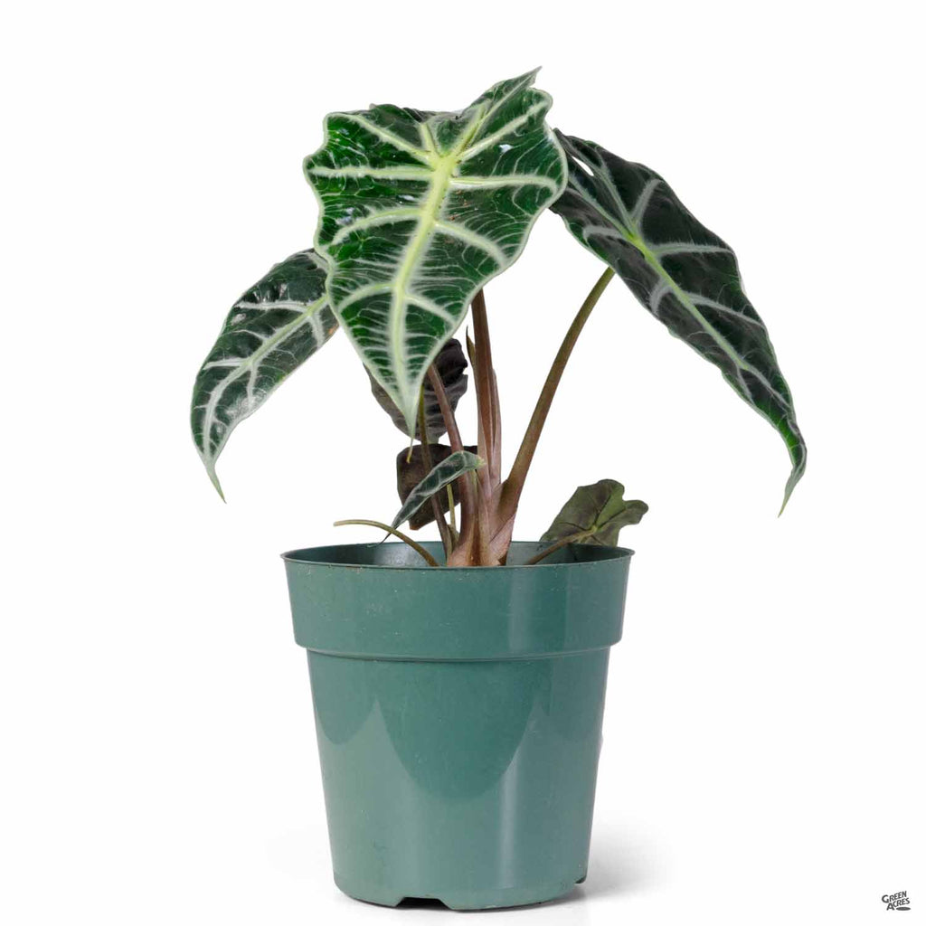 Alocasia Assorted — Green Acres Nursery & Supply