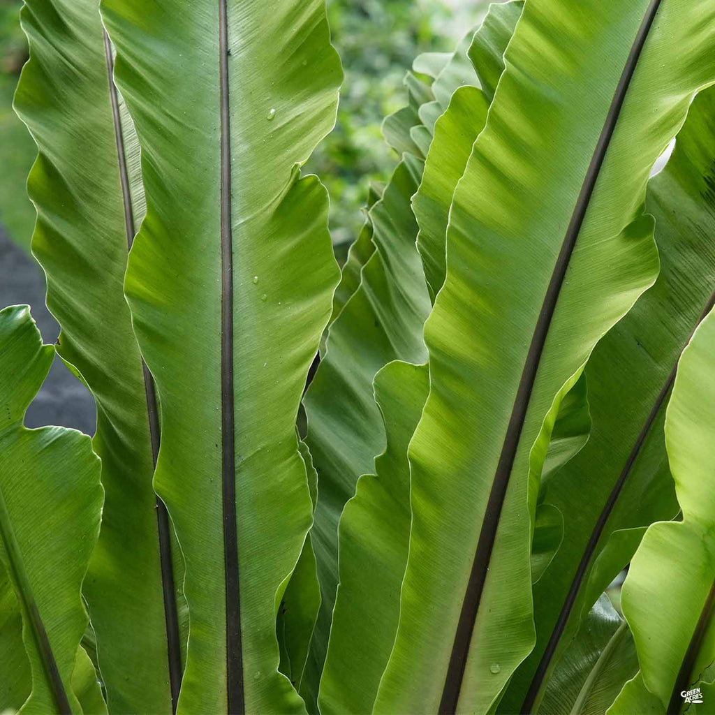 bird's nest fern for sale near me Bird's Nest Fern — Green Acres Nursery & Supply