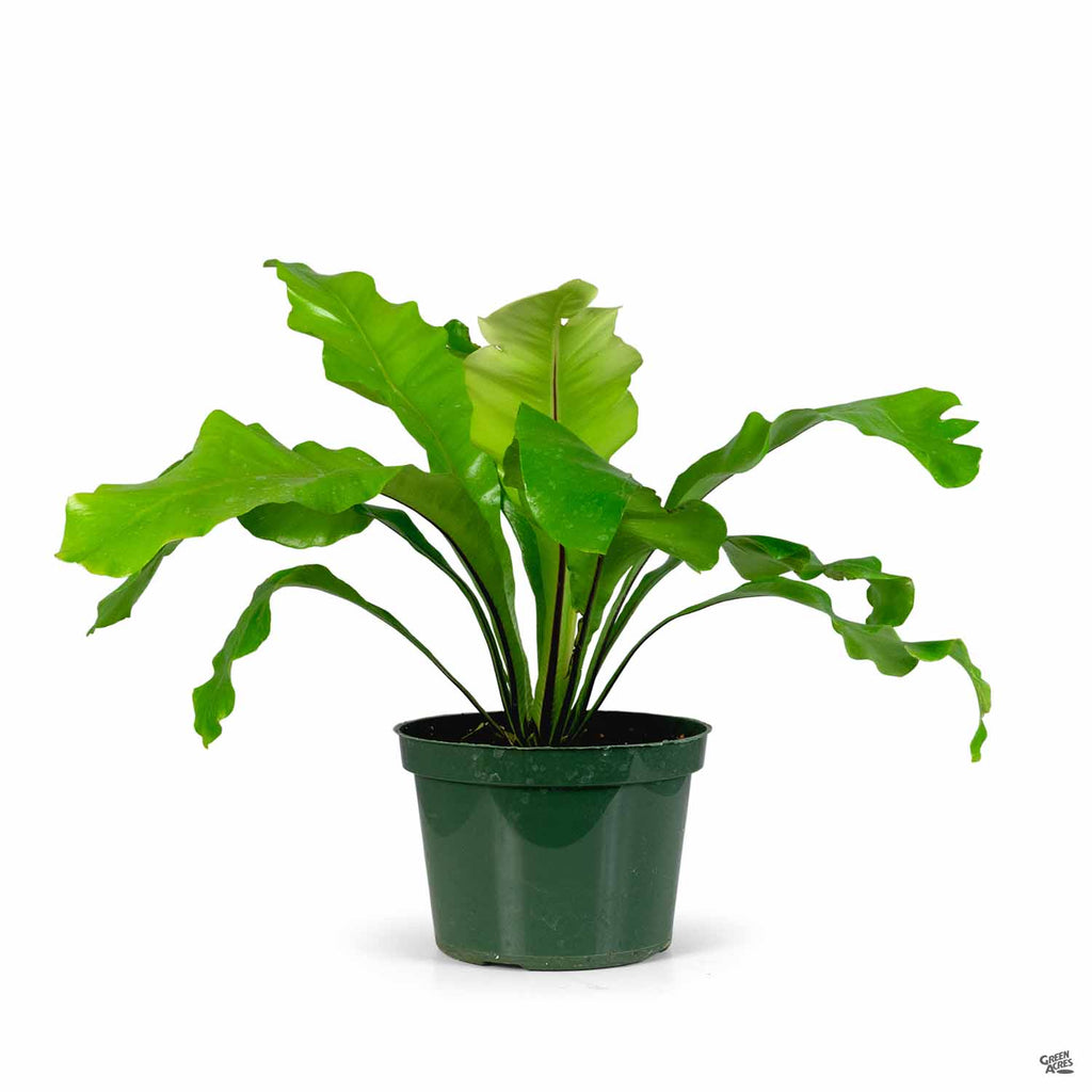 bird's nest fern houseplant Bird's Nest Fern — Green Acres Nursery & Supply