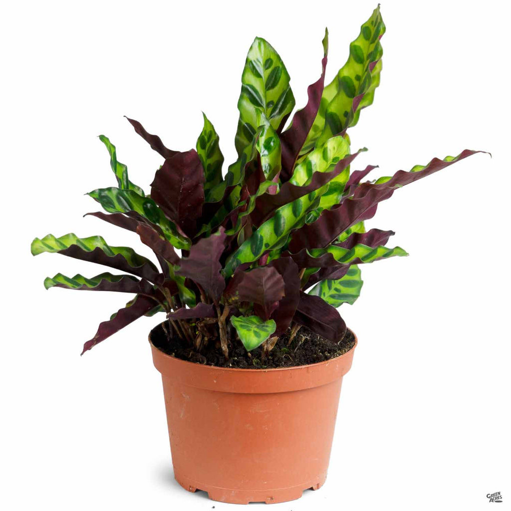 indoor plant with purple underside Calathea 'Rattlesnake' — Green Acres Nursery & Supply