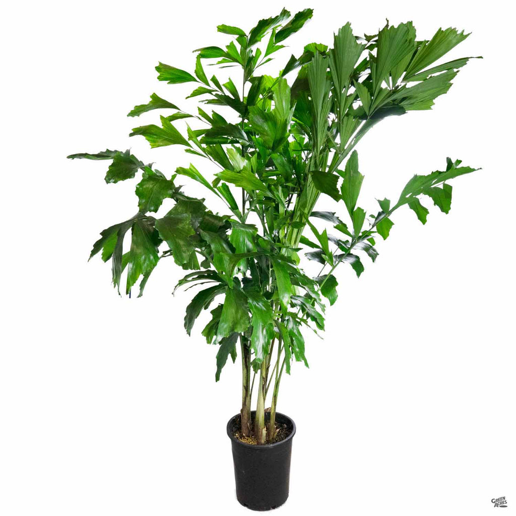 fishtail palm indoor plant Fishtail Palm — Green Acres Nursery & Supply