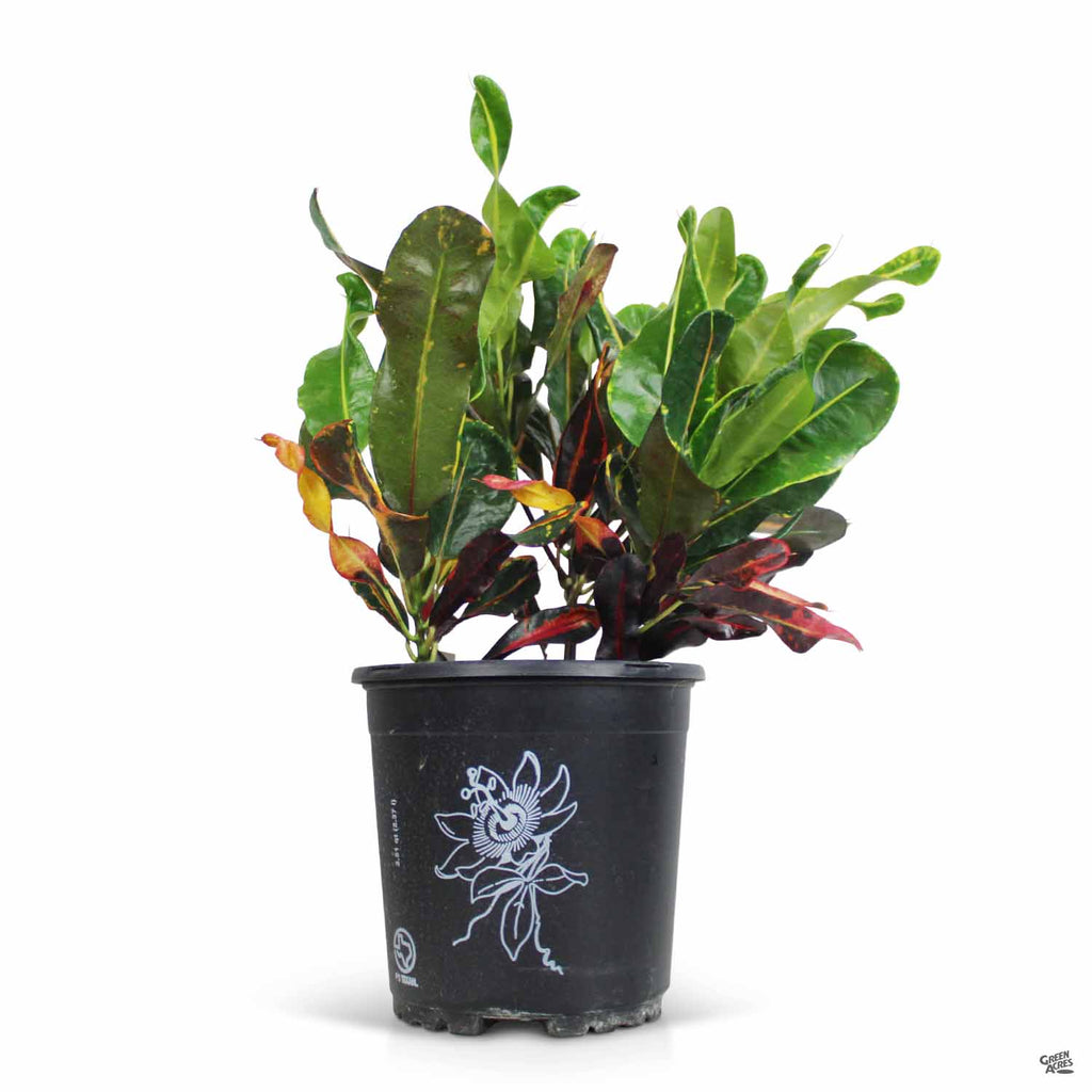 house plant croton Croton — Green Acres Nursery & Supply