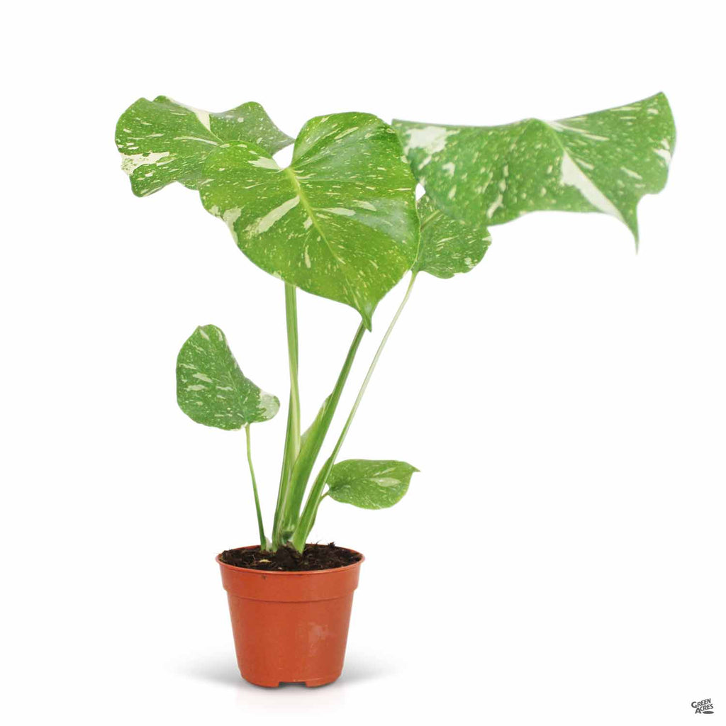 Monstera 'Thai Constellation' — Green Acres Nursery & Supply