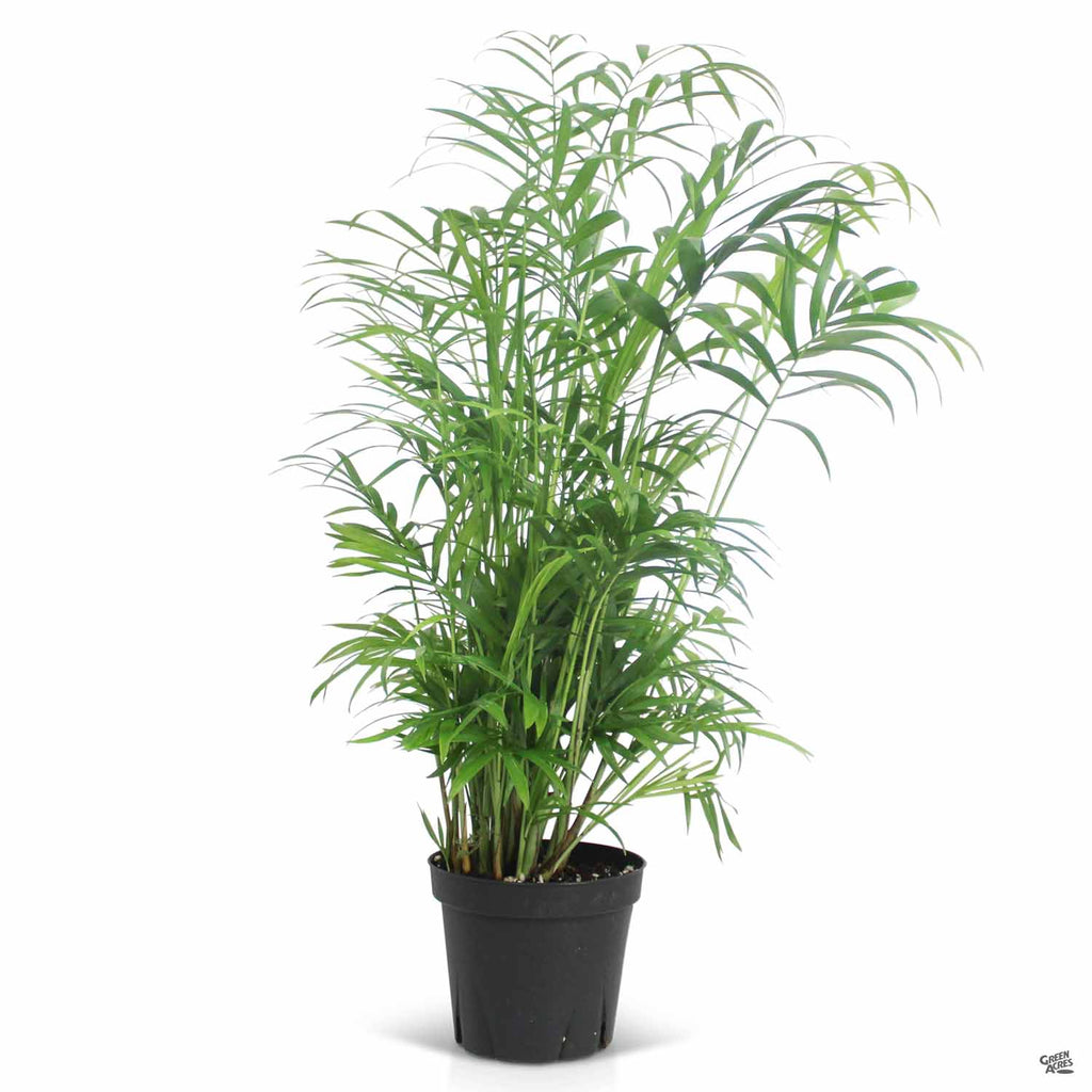 misting parlor palm Parlor Palm — Green Acres Nursery & Supply