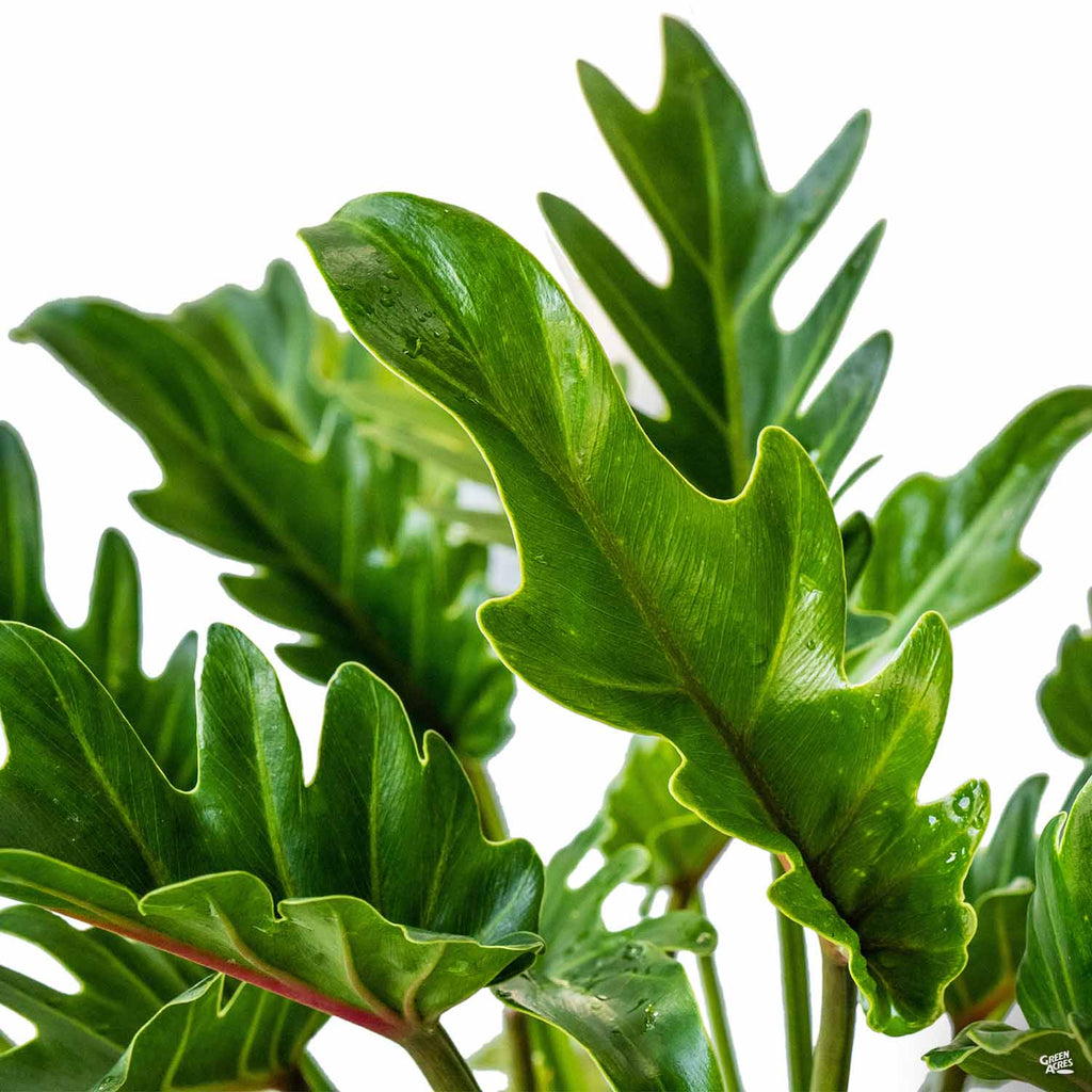 philodendron big leaves Big Leaf Philodendron — Green Acres Nursery & Supply