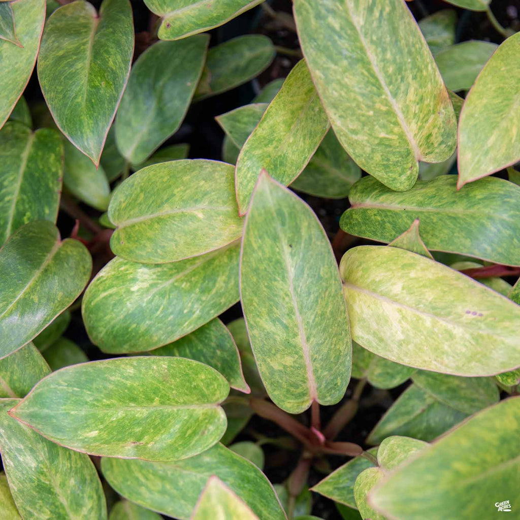 Philodendron 'Painted Lady' — Green Acres Nursery & Supply