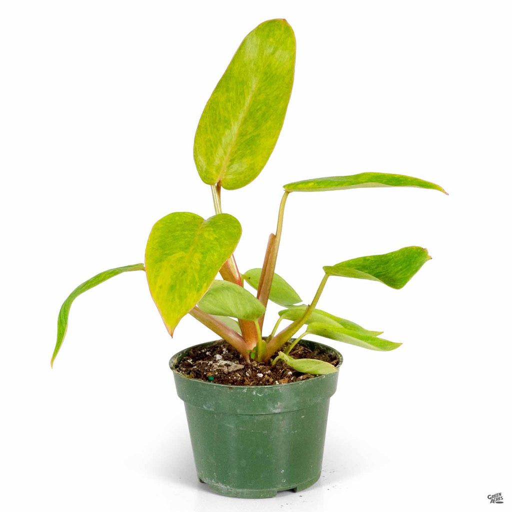 Philodendron 'Painted Lady' — Green Acres Nursery & Supply
