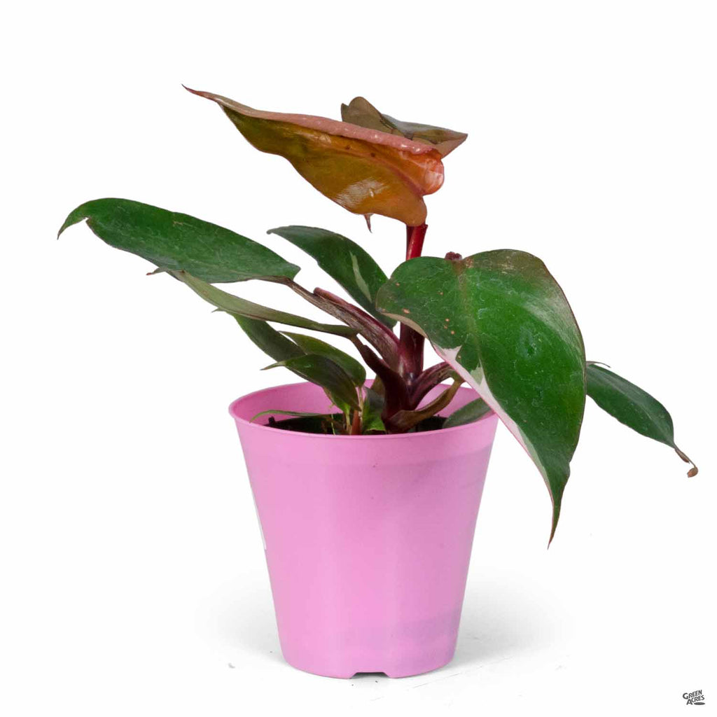 young pink princess philodendron Philodendron 'Pink Princess' — Green Acres Nursery & Supply