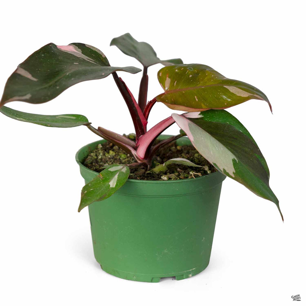 buy philodendron pink princess Philodendron 'Pink Princess' — Green Acres Nursery & Supply