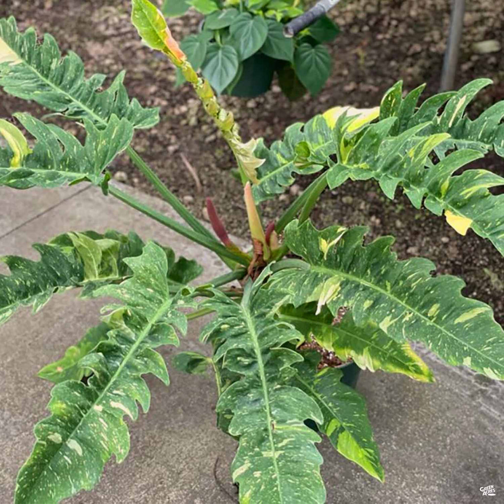 philodendron ring of fire Philodendron 'Ring of Fire' — Green Acres Nursery & Supply