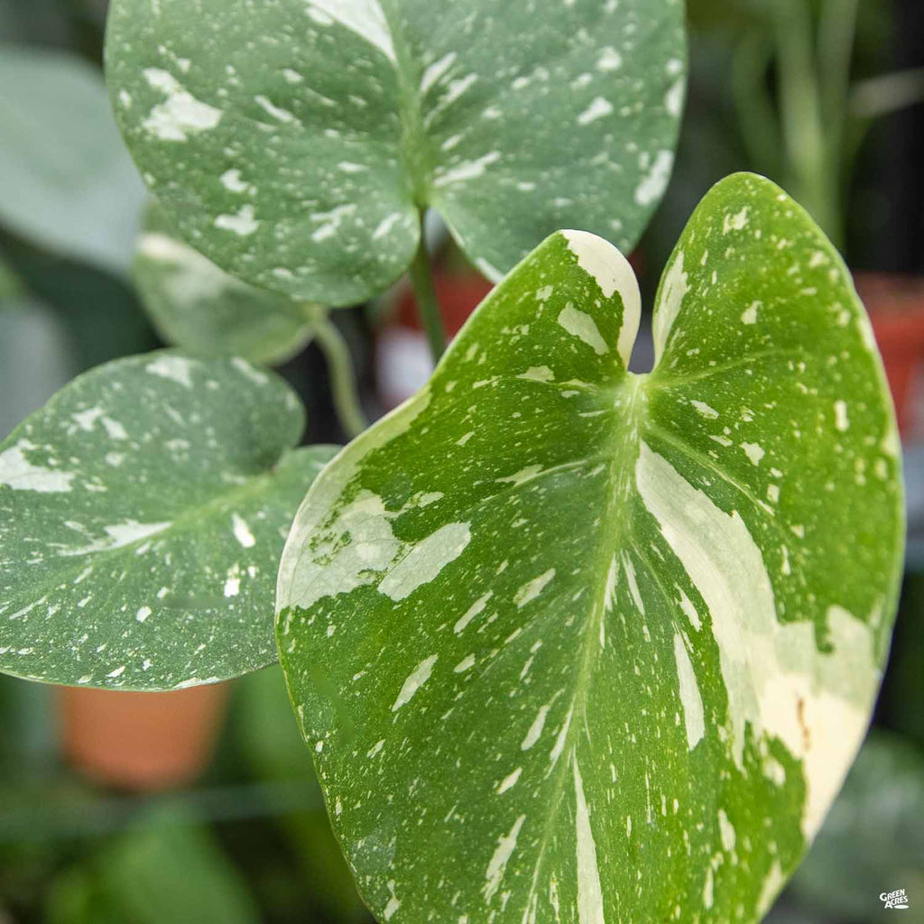 Monstera 'Thai Constellation' — Green Acres Nursery & Supply