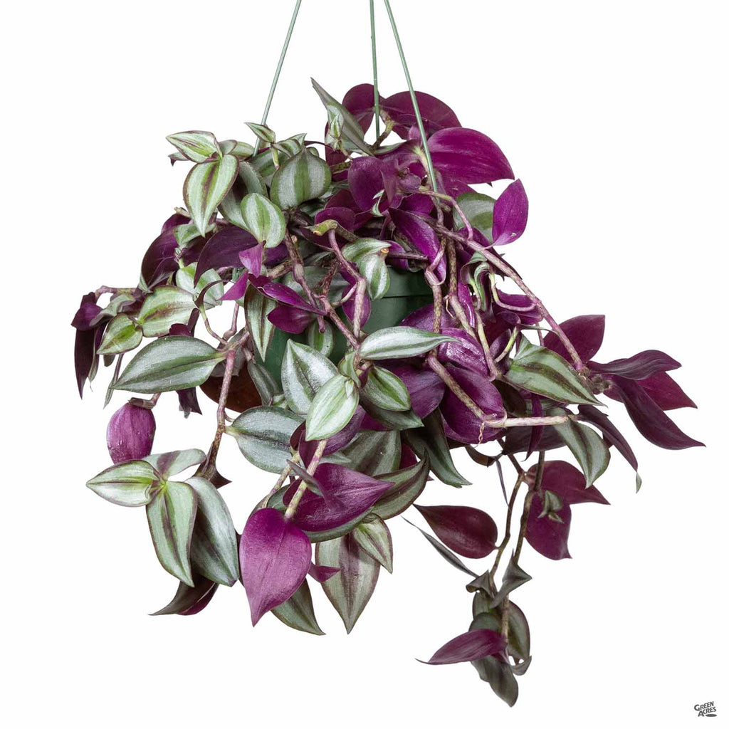 tradescantia hanging plant Tradescantia zebrina — Green Acres Nursery & Supply