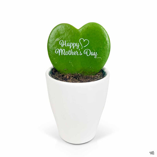 Happy Mothers Day Sweetheart Hoya 2in