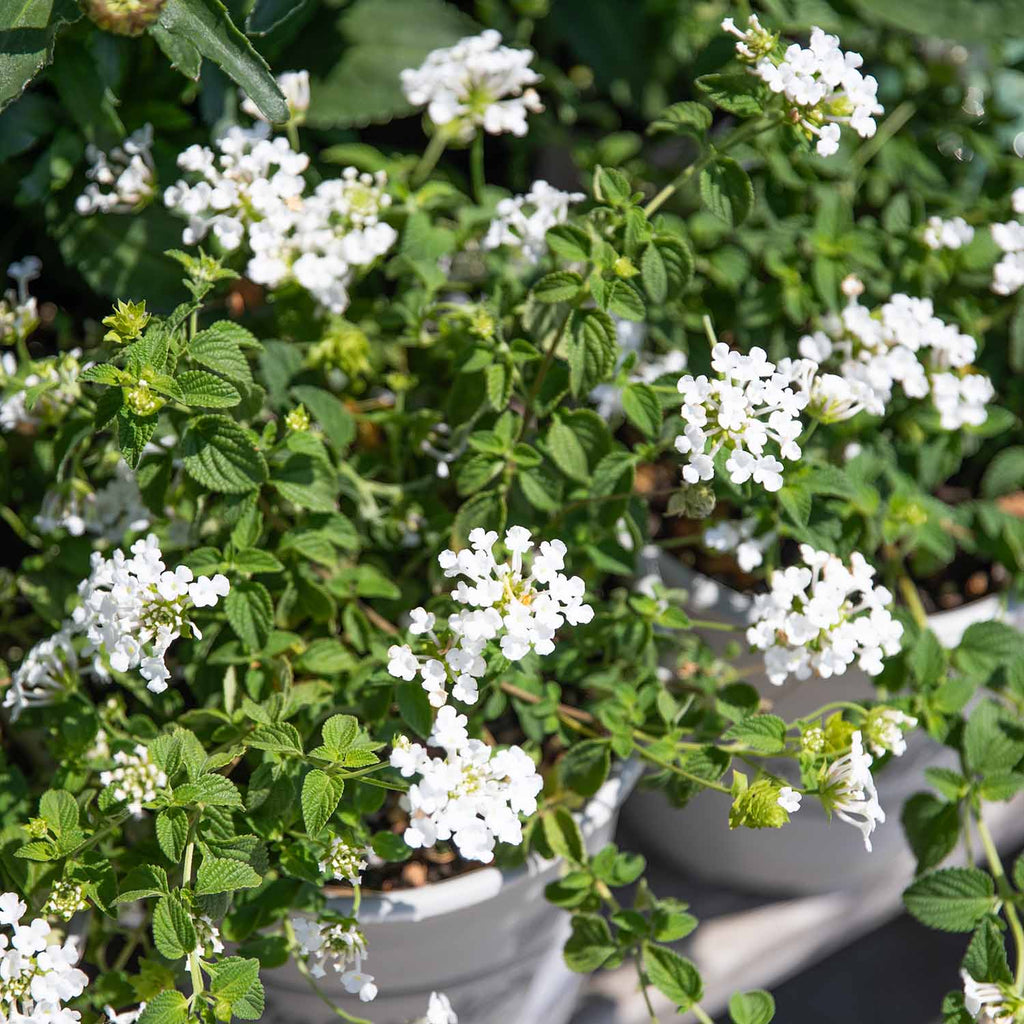 aihana＊garden 出品 Lantana 'Trailing White' — Green Acres Nursery & Supply