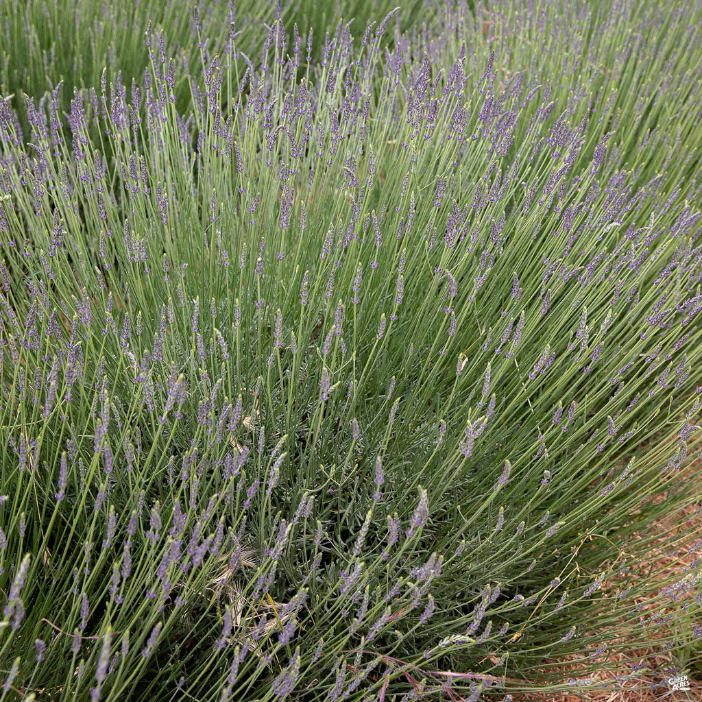 lavender grosso plant Lavender 'Grosso' — Green Acres Nursery & Supply