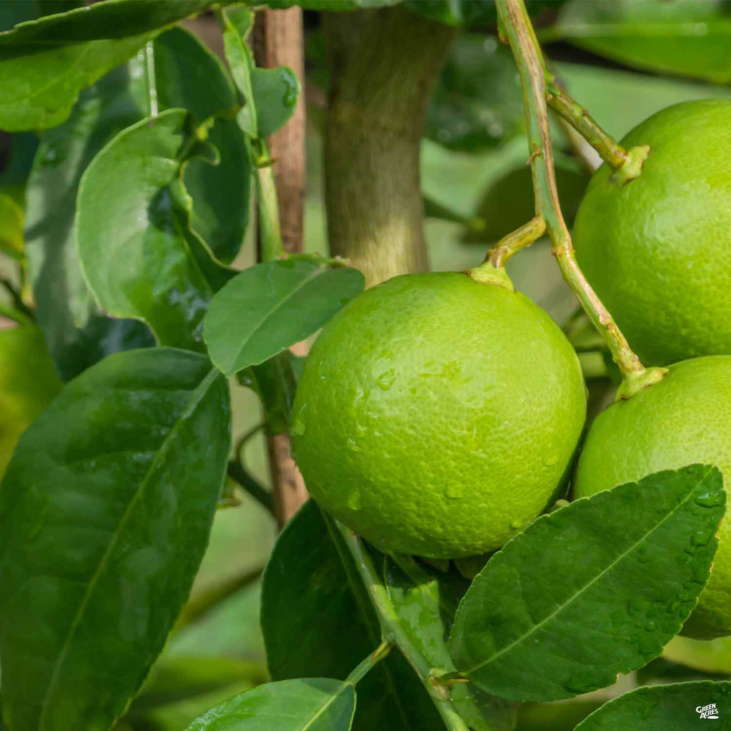 Lime 'Thornless Key', Semi-Dwarf — Green Acres Nursery & Supply