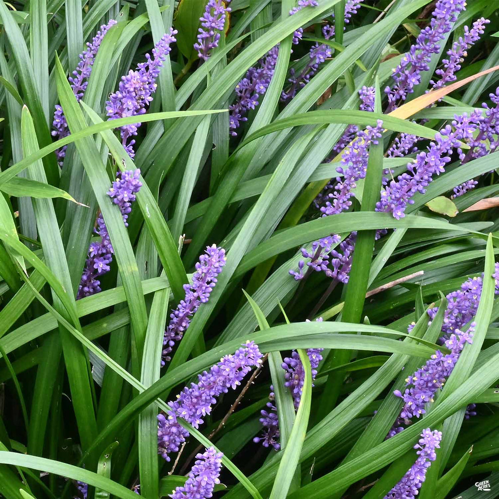 Lilyturf 'Emerald Goddess' — Green Acres Nursery & Supply
