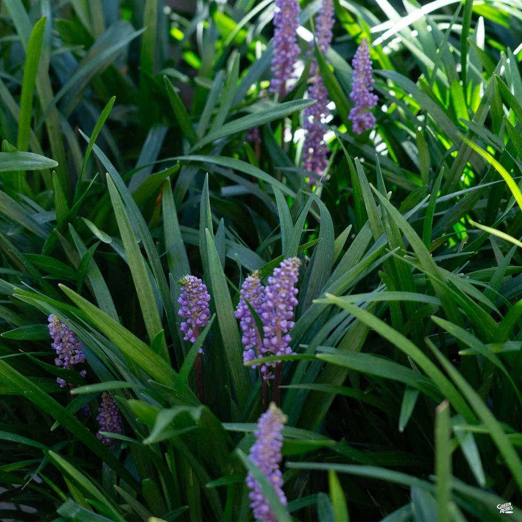 purple flower lily family Lilyturf 'Purple Explosion' — Green Acres Nursery & Supply