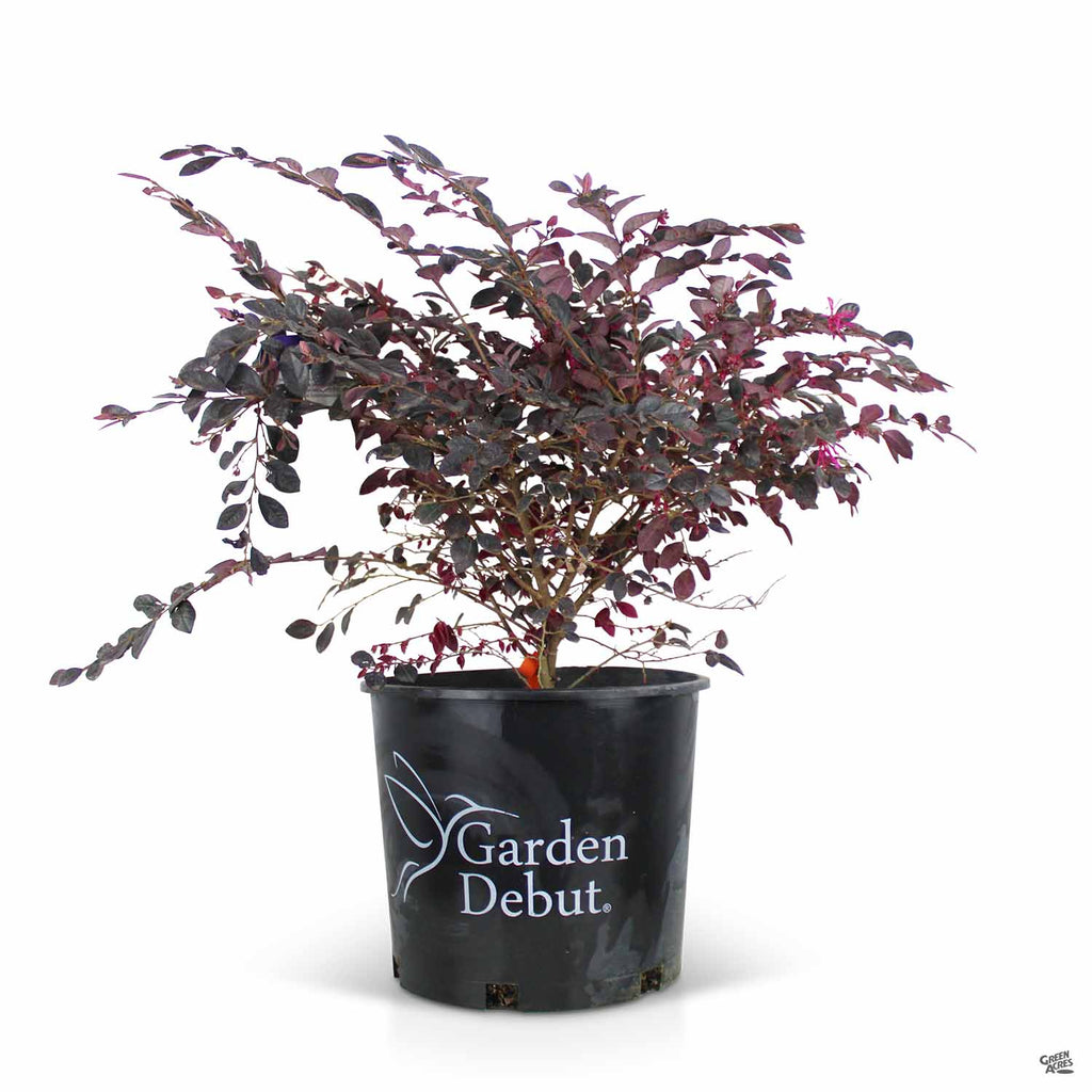 Fringe Flower 'Cerise Charm' — Green Acres Nursery & Supply