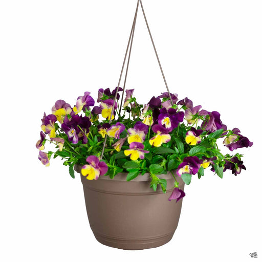 Cool Wave Pansy Hanging Basket 10 inch