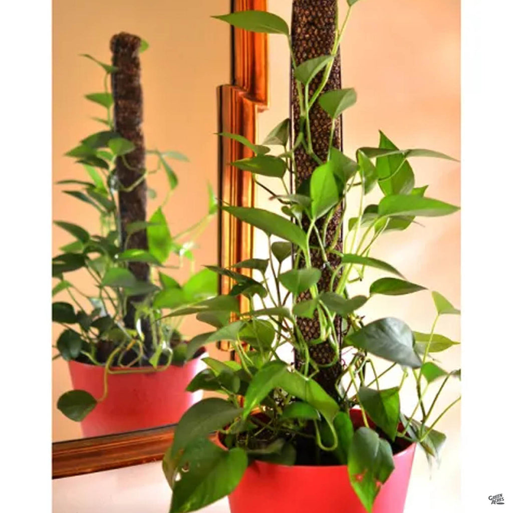 Totem Pole™ Plant Support 18