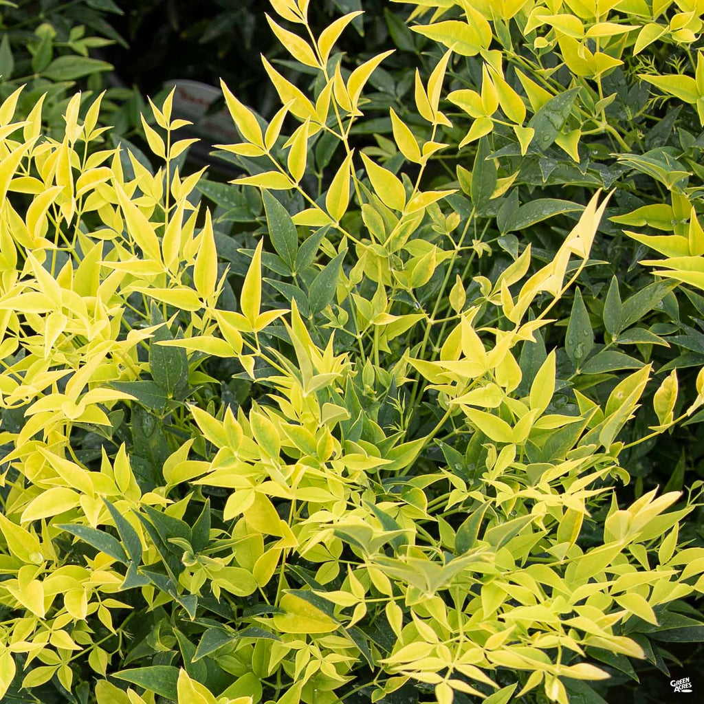 Heavenly Bamboo 'Lemon Lime'