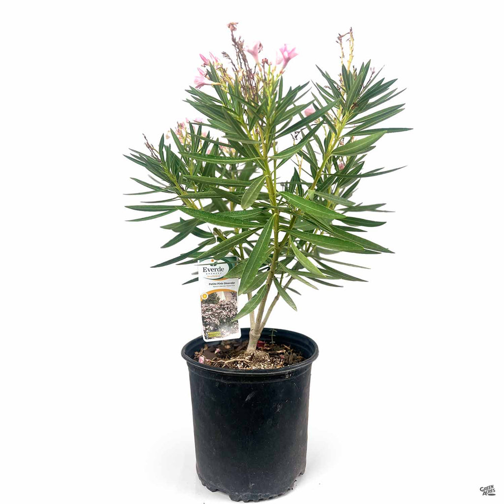 oleander indoor plant Oleander 'Petite Pink' — Green Acres Nursery & Supply