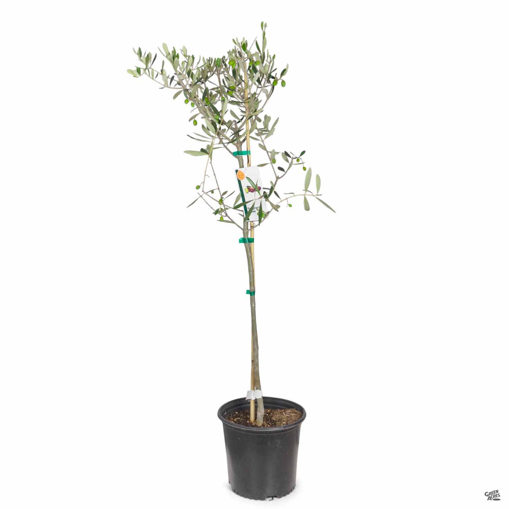 Olive 'Taggiasca' — Green Acres Nursery & Supply