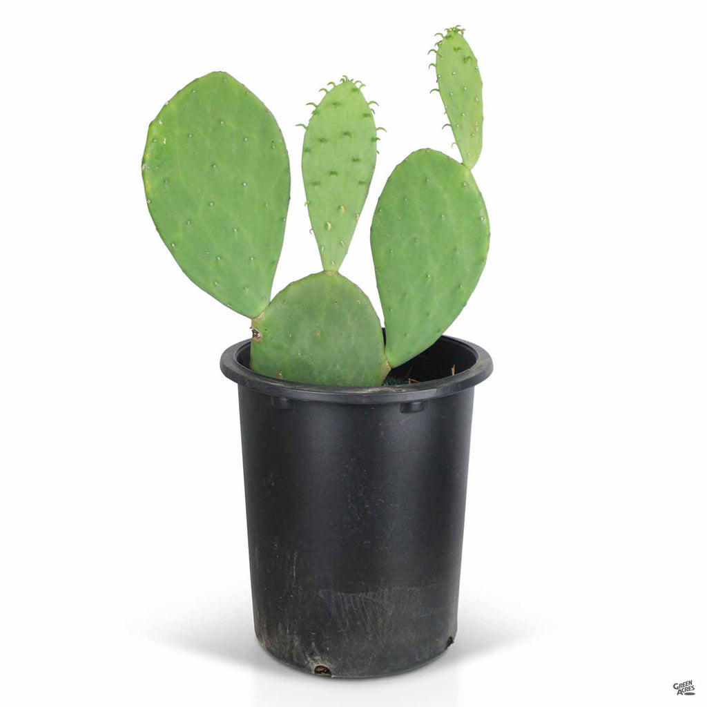 spineless prickly pear cactus for sale near me Spineless Prickly Pear — Green Acres Nursery & Supply