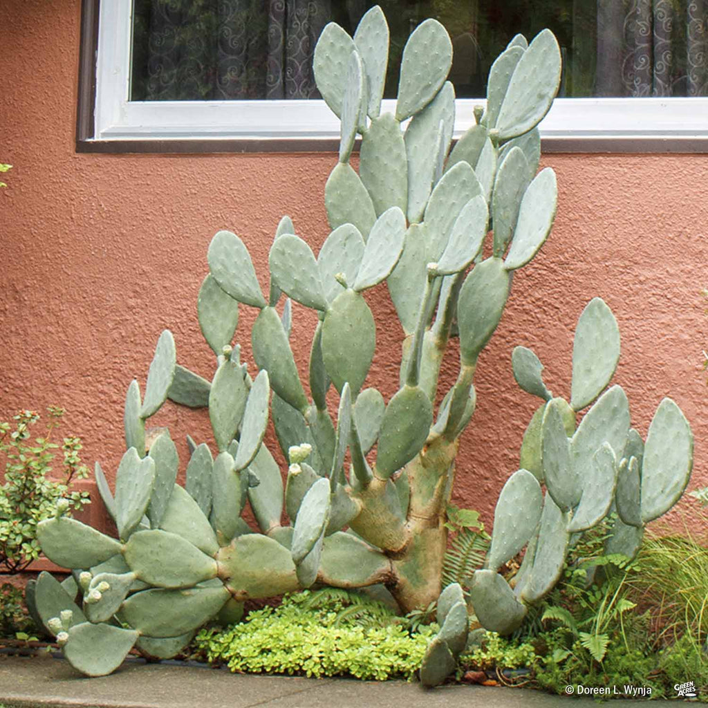 prickly pear cactus large Spineless Prickly Pear — Green Acres Nursery & Supply