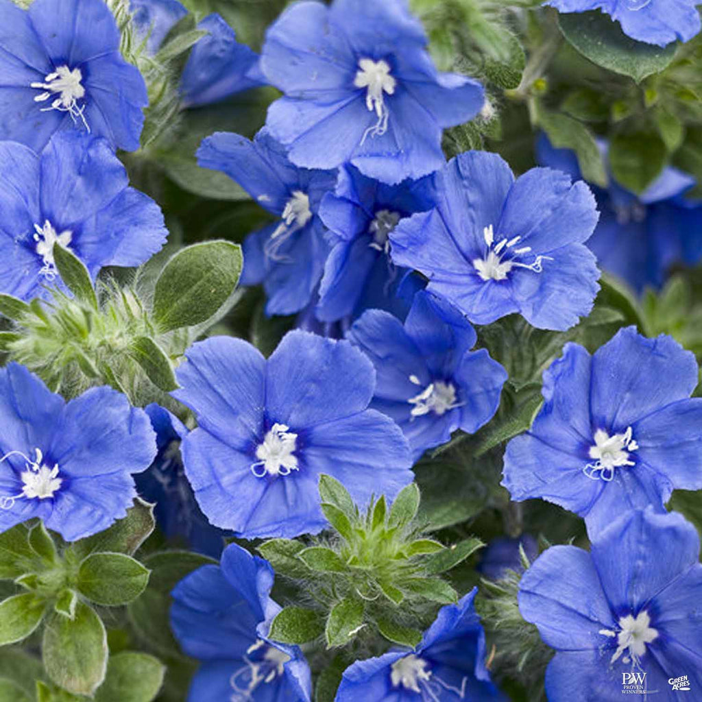 Blue My Mind® Dwarf Morning Glory — Green Acres Nursery & Supply