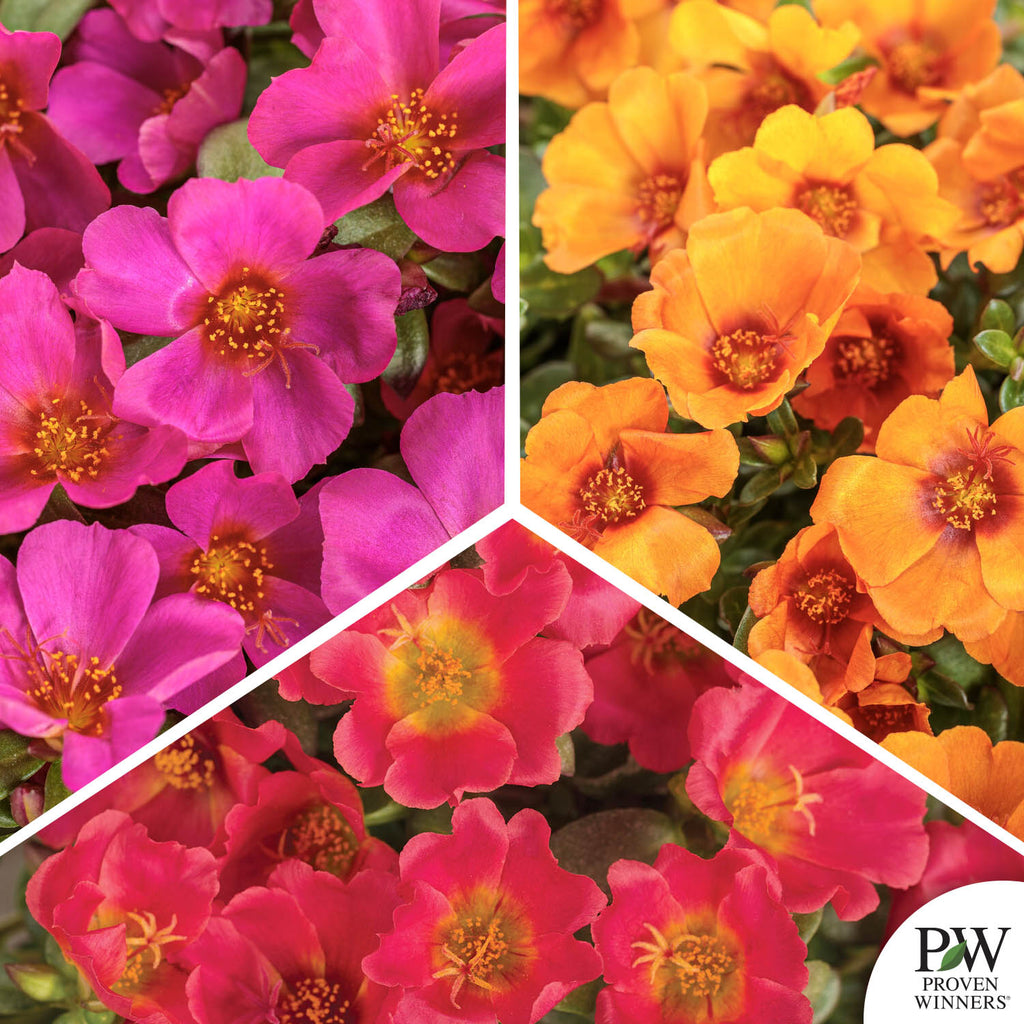Mojave® Series Purslane — Green Acres Nursery & Supply