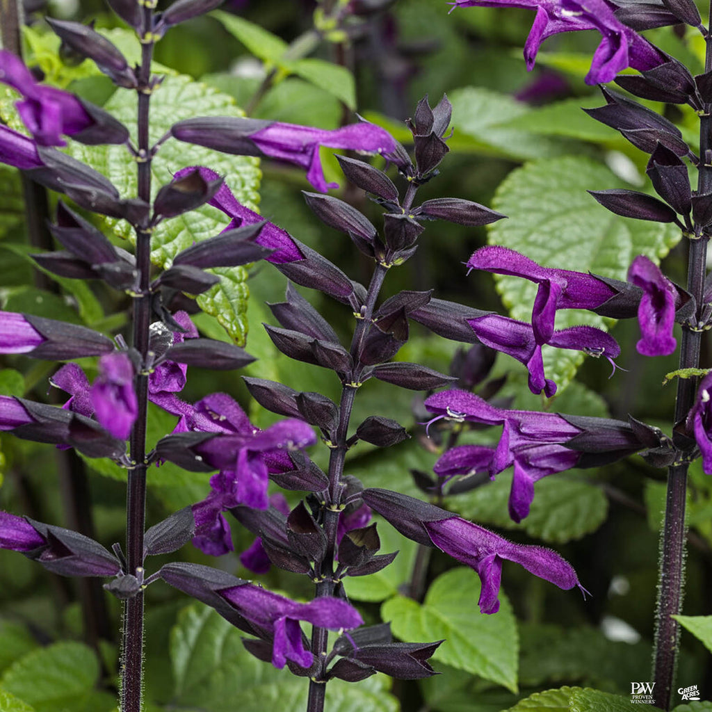 Rockin'® Deep Purple Sage — Green Acres Nursery & Supply