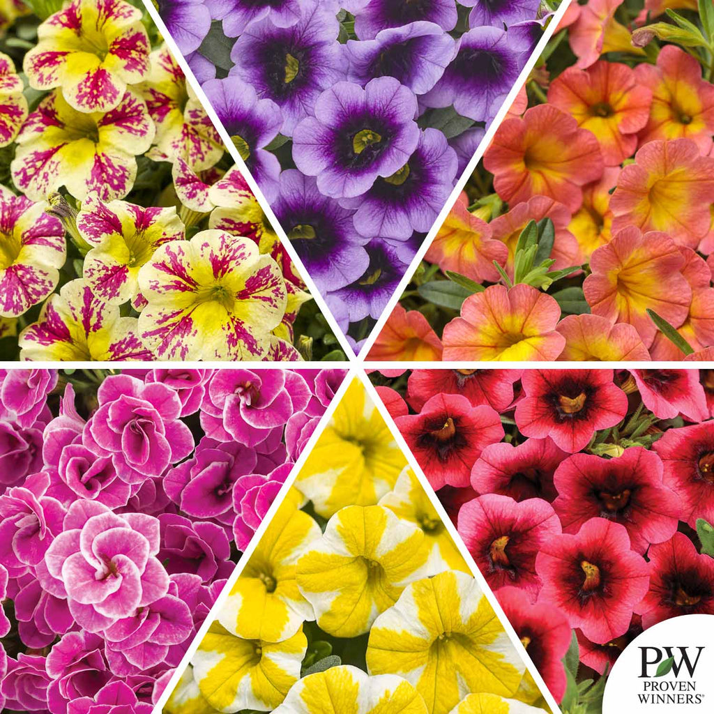 Superbells® Series Calibrachoa — Green Acres Nursery & Supply