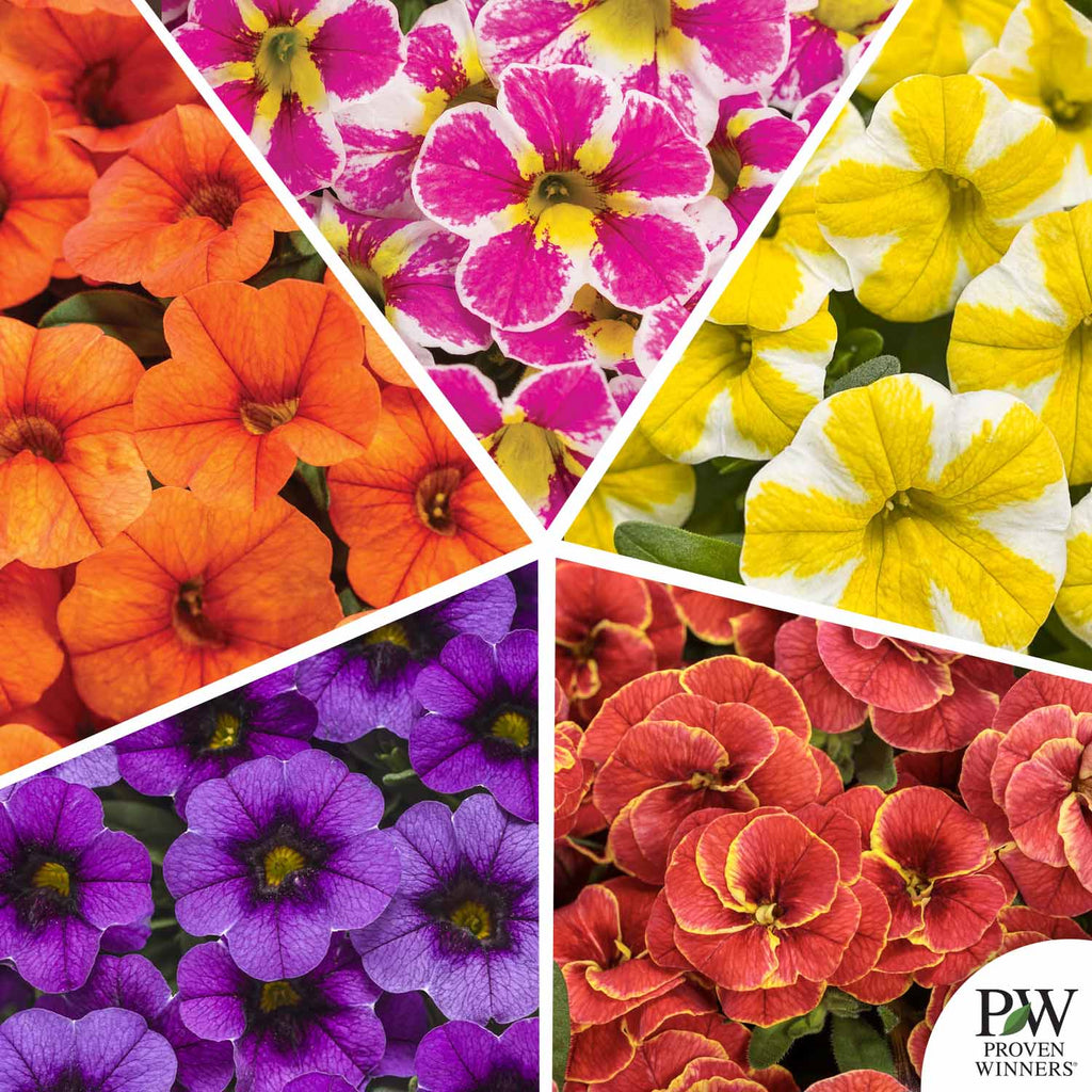 Superbells® Series Calibrachoa — Green Acres Nursery & Supply Superbells® Series Calibrachoa — Green Acres Nursery & Supply