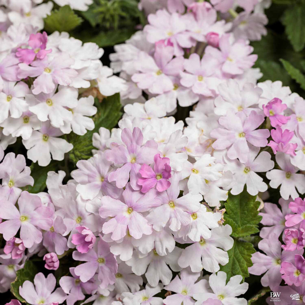 Superbena® Series Verbena — Green Acres Nursery & Supply