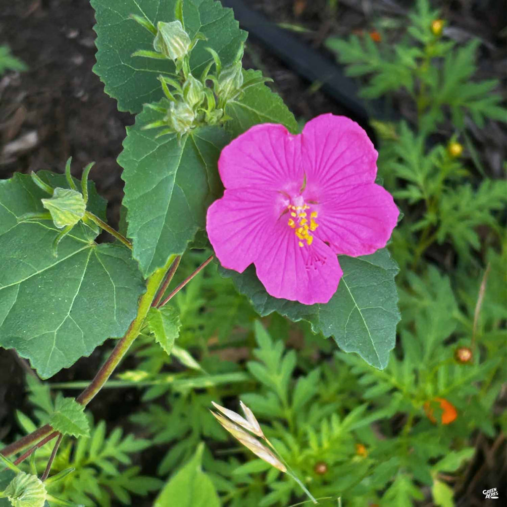 texas rose plant succulent Texas Rock Rose — Green Acres Nursery & Supply
