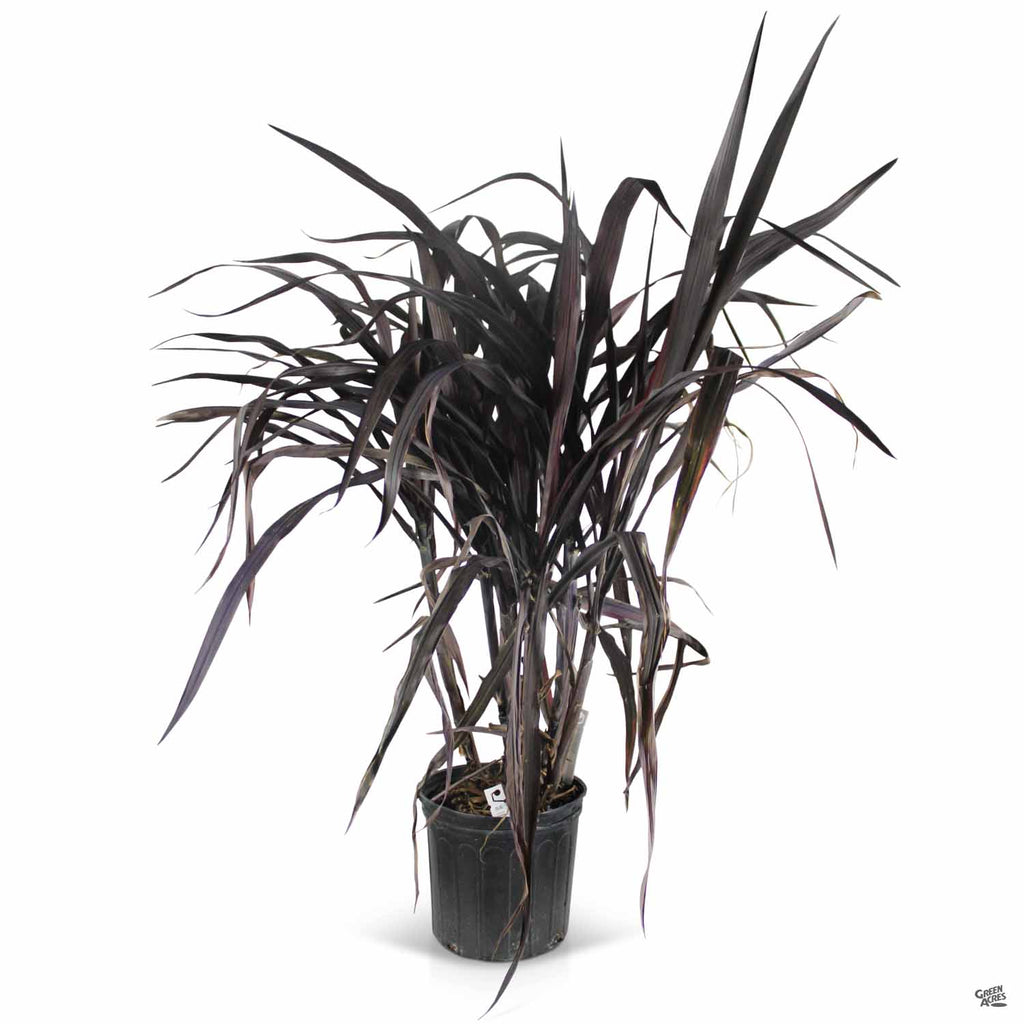 dracaena black knight Fountain Grass 'First Knight' — Green Acres Nursery & Supply