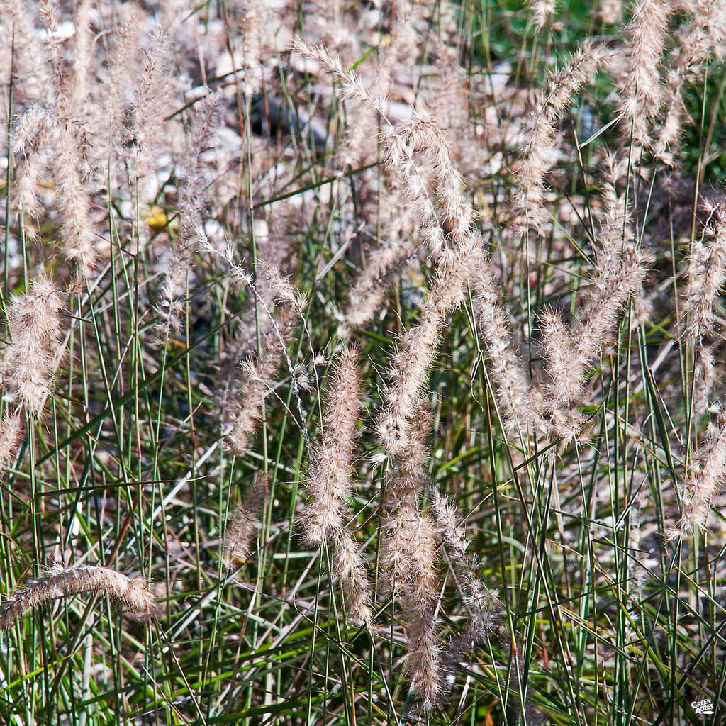 karley rose fountain grass seeds White Fountain Grass 'Karley Rose' — Green Acres Nursery & Supply