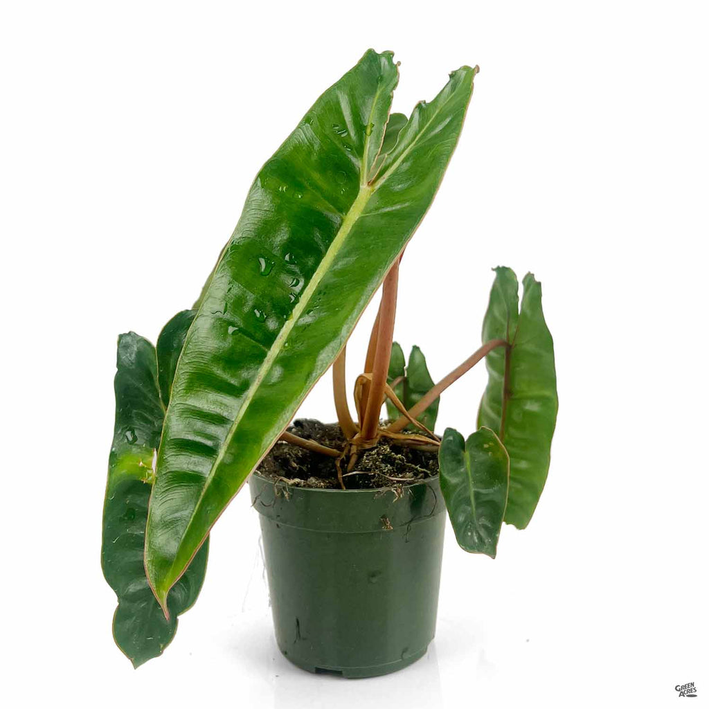 philodendron billietiae mature Philodendron billietiae — Green Acres Nursery & Supply
